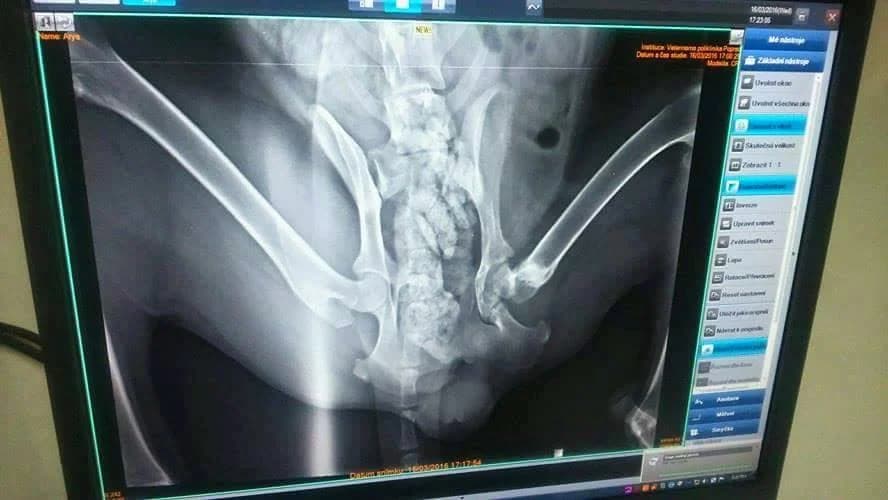 Arya, female mixed breed for adoption at Mestský útulok Poprad — photo 2 of 7