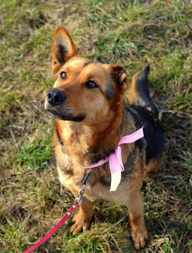 Arya, female mixed breed for adoption at Mestský útulok Poprad — photo 3 of 7