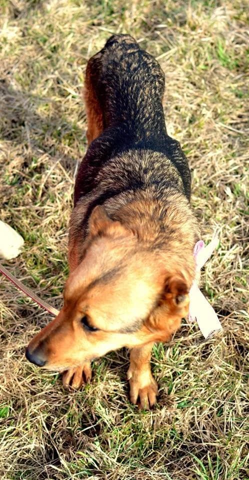 Arya, female mixed breed for adoption at Mestský útulok Poprad — photo 4 of 7