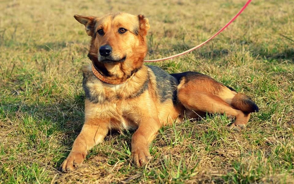 Arya, female mixed breed for adoption at Mestský útulok Poprad — photo 5 of 7