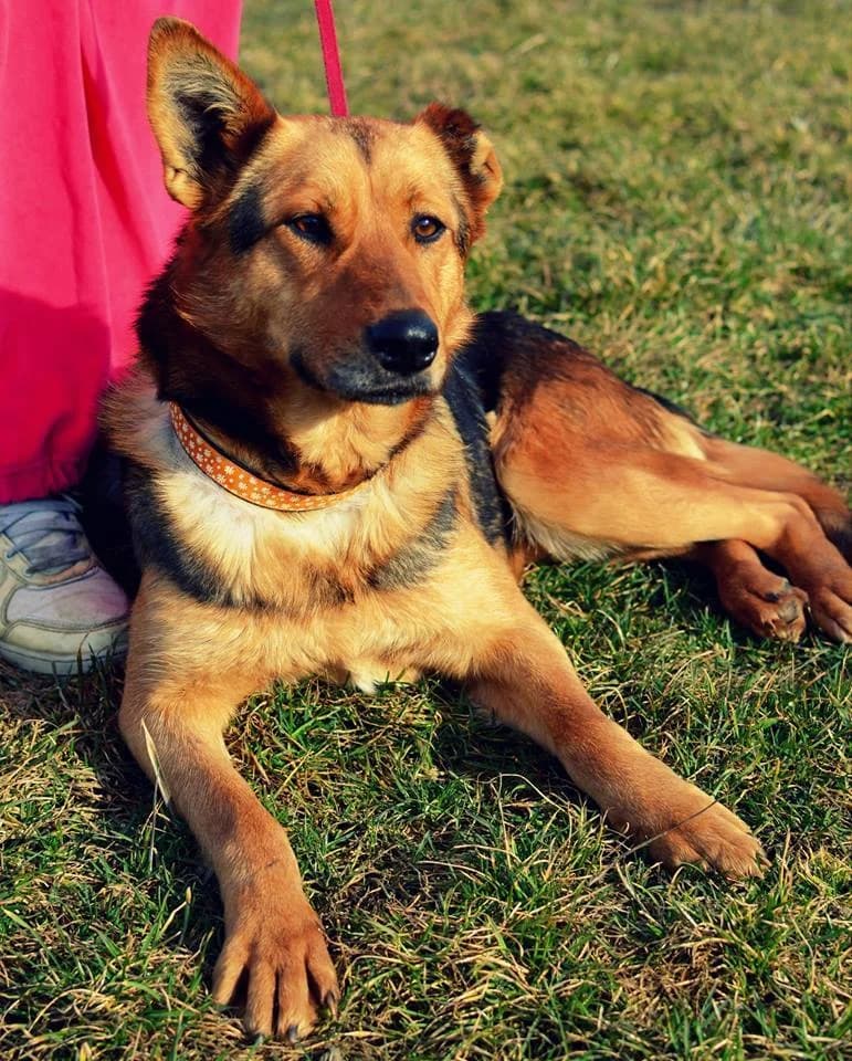 Arya, female mixed breed for adoption at Mestský útulok Poprad — photo 6 of 7