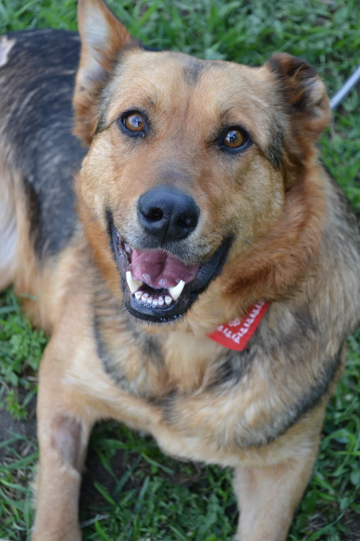 Arya, female mixed breed for adoption at Mestský útulok Poprad — photo 7 of 7