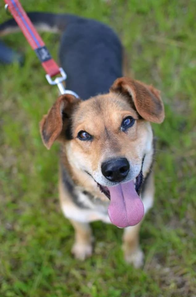 Dusty, male mixed breed for adoption at Mestský útulok Poprad