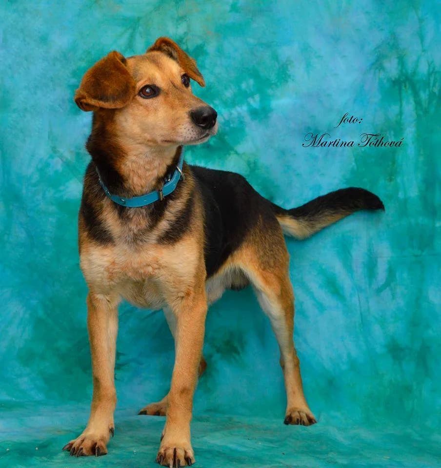 Dusty, male mixed breed for adoption at Mestský útulok Poprad — photo 2 of 9