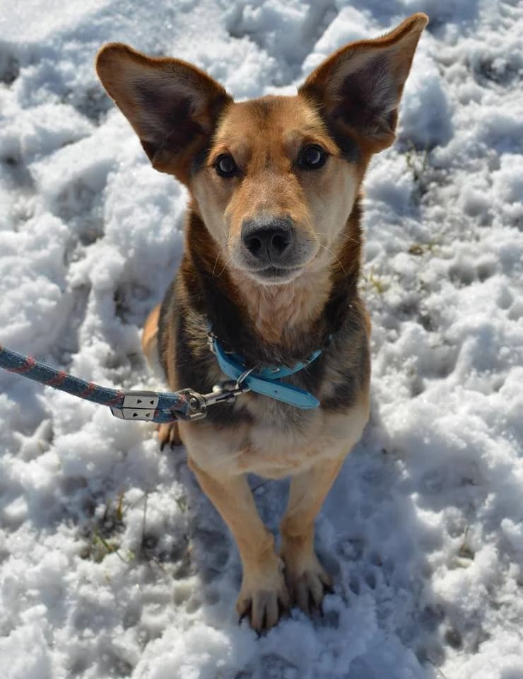 Dusty, male mixed breed for adoption at Mestský útulok Poprad — photo 3 of 9