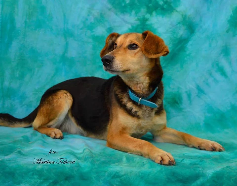 Dusty, male mixed breed for adoption at Mestský útulok Poprad — photo 4 of 9
