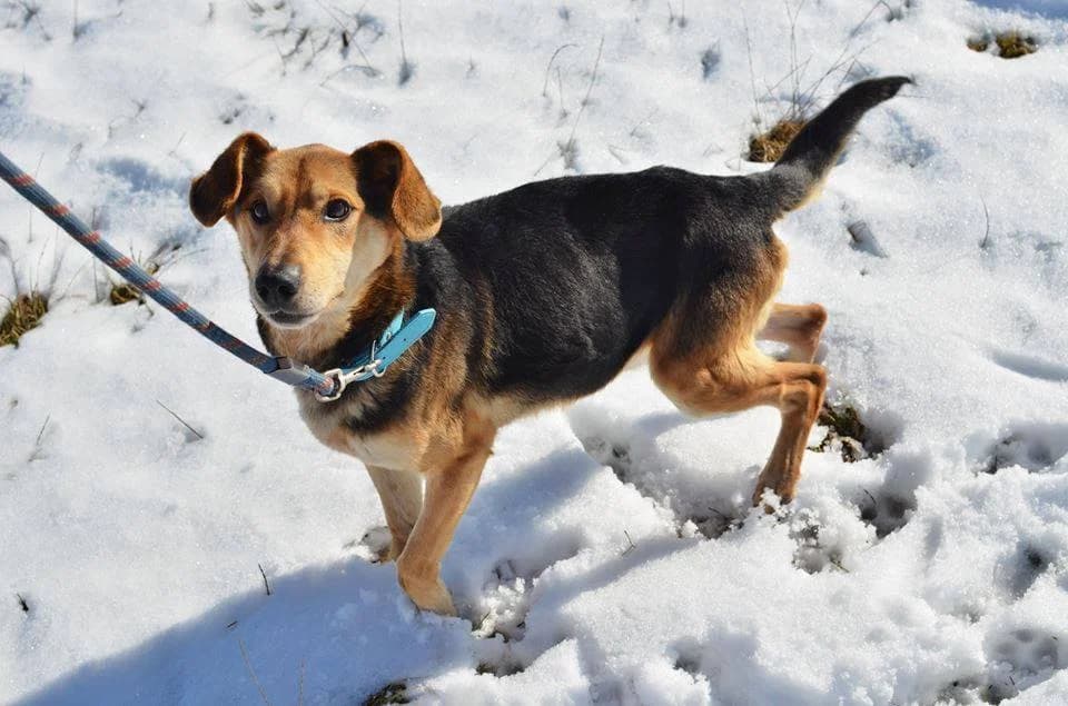 Dusty, male mixed breed for adoption at Mestský útulok Poprad — photo 5 of 9