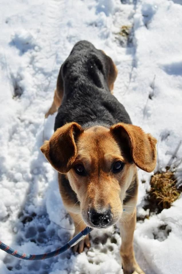 Dusty, male mixed breed for adoption at Mestský útulok Poprad — photo 7 of 9