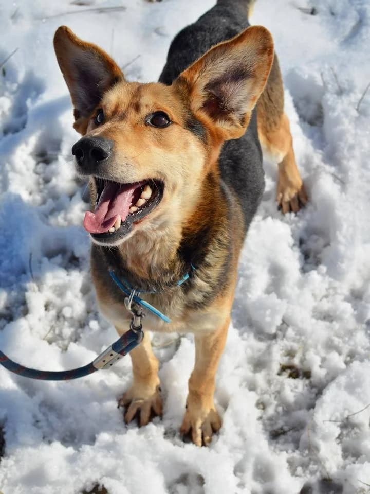 Dusty, male mixed breed for adoption at Mestský útulok Poprad — photo 8 of 9