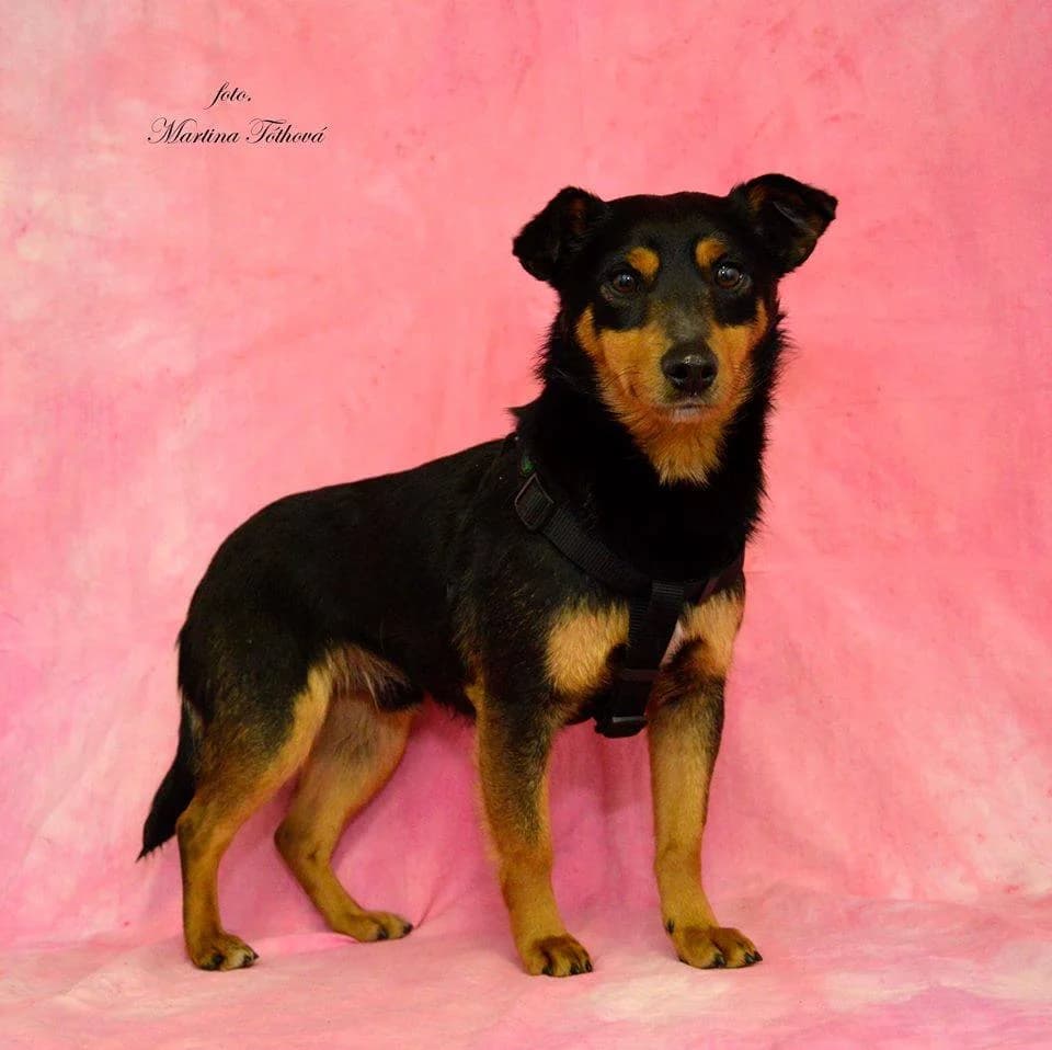 Edy, male mixed breed for adoption at Mestský útulok Poprad