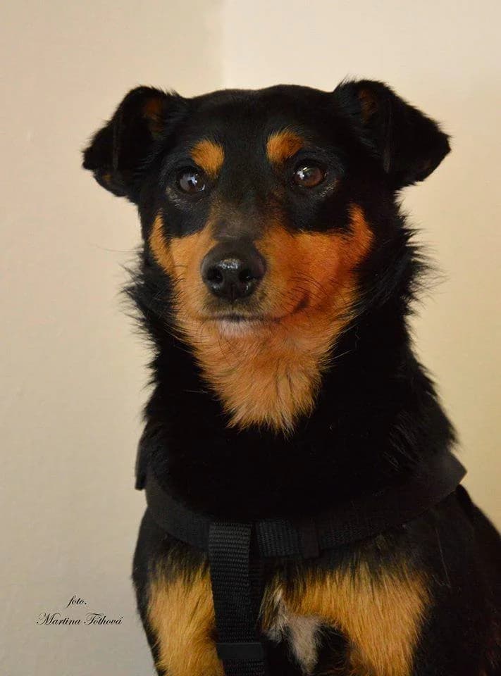 Edy, male mixed breed for adoption at Mestský útulok Poprad — photo 2 of 6