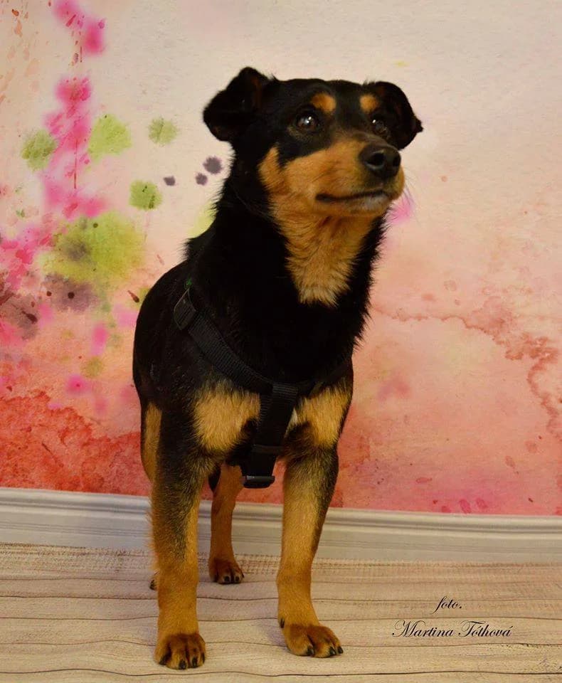 Edy, male mixed breed for adoption at Mestský útulok Poprad — photo 3 of 6