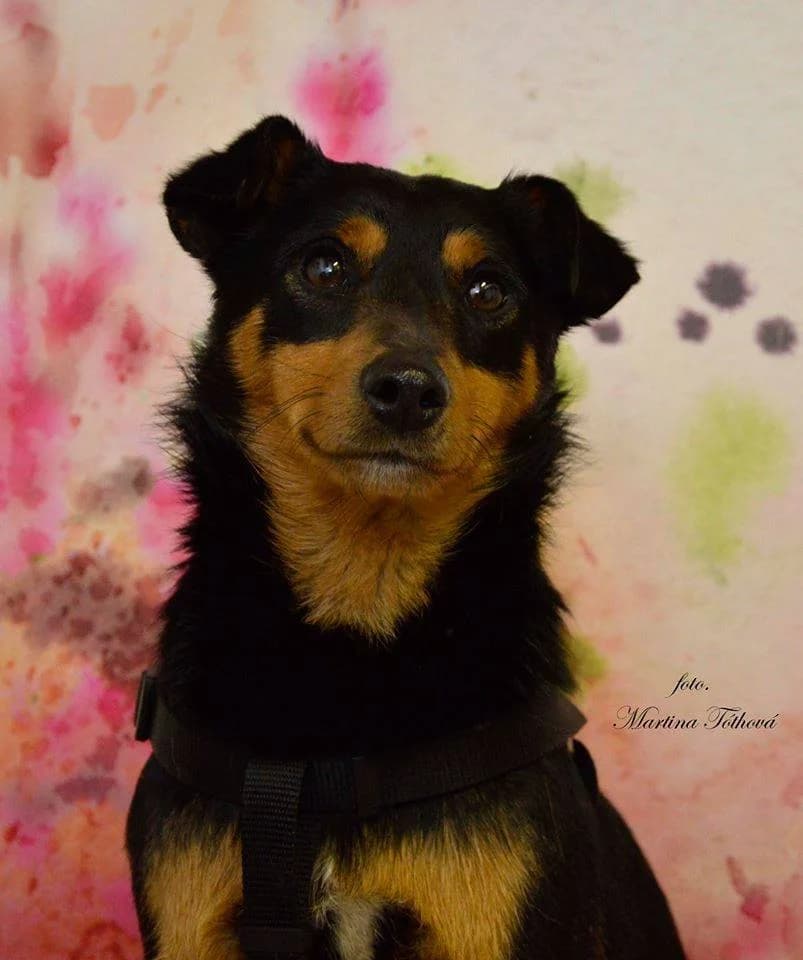 Edy, male mixed breed for adoption at Mestský útulok Poprad — photo 4 of 6