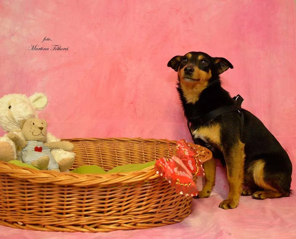 Edy, male mixed breed for adoption at Mestský útulok Poprad — photo 5 of 6