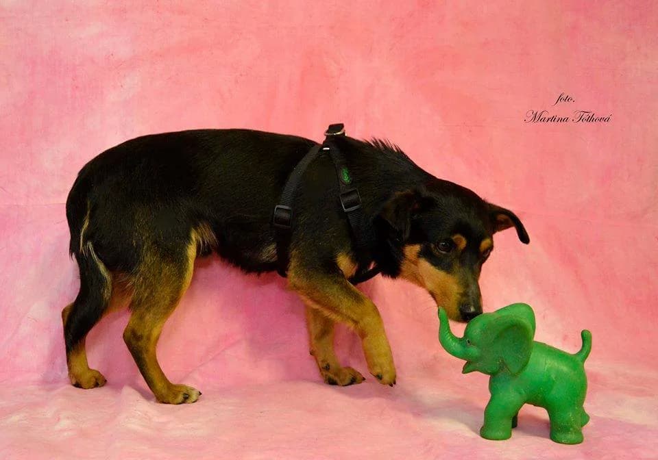 Edy, male mixed breed for adoption at Mestský útulok Poprad — photo 6 of 6