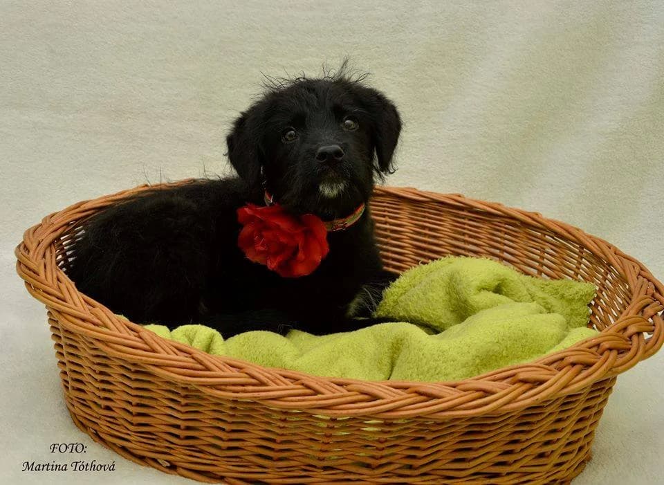 Fred, male mixed breed for adoption at Mestský útulok Poprad