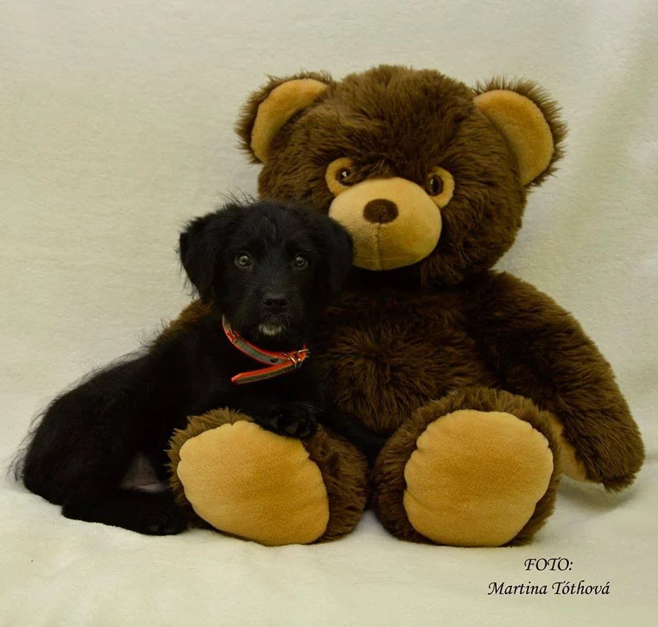 Fred, male mixed breed for adoption at Mestský útulok Poprad — photo 2 of 4