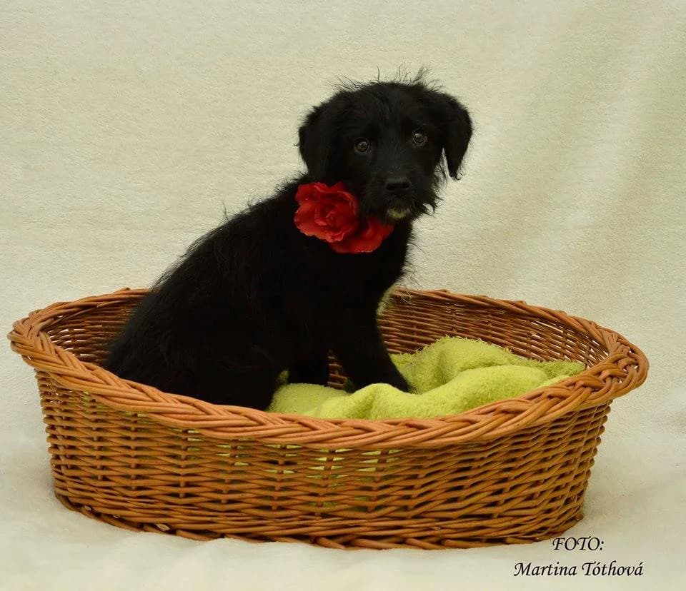 Fred, male mixed breed for adoption at Mestský útulok Poprad — photo 3 of 4