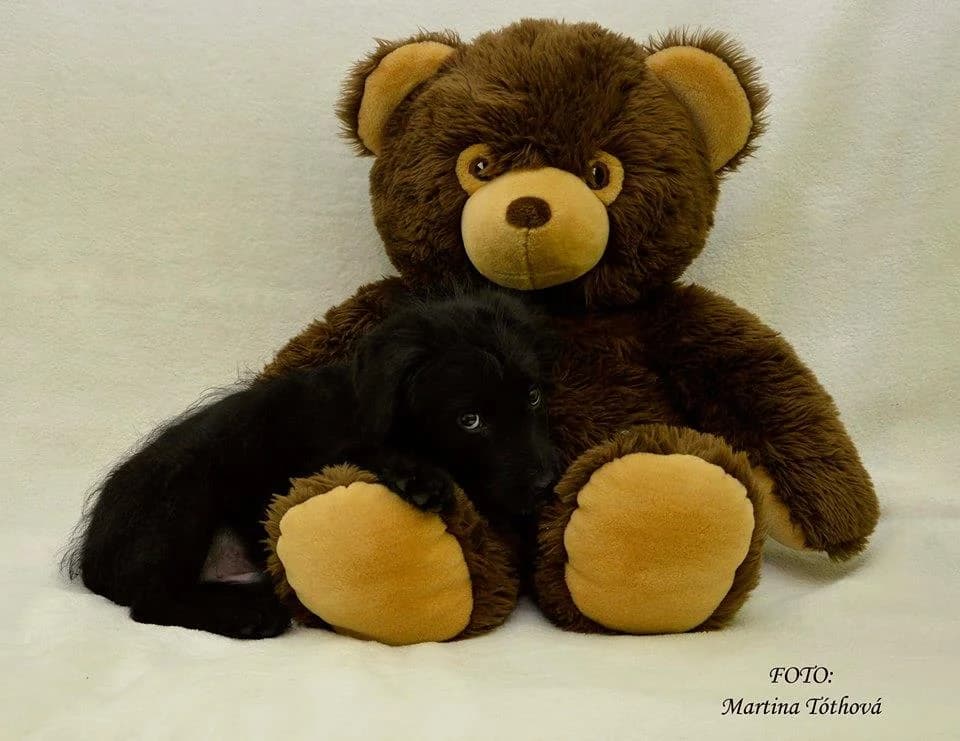 Fred, male mixed breed for adoption at Mestský útulok Poprad — photo 4 of 4