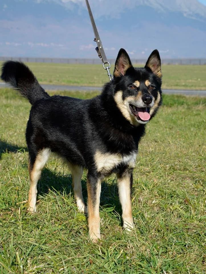 Goro, male senior Husky for adoption at Mestský útulok Poprad, Poprad
