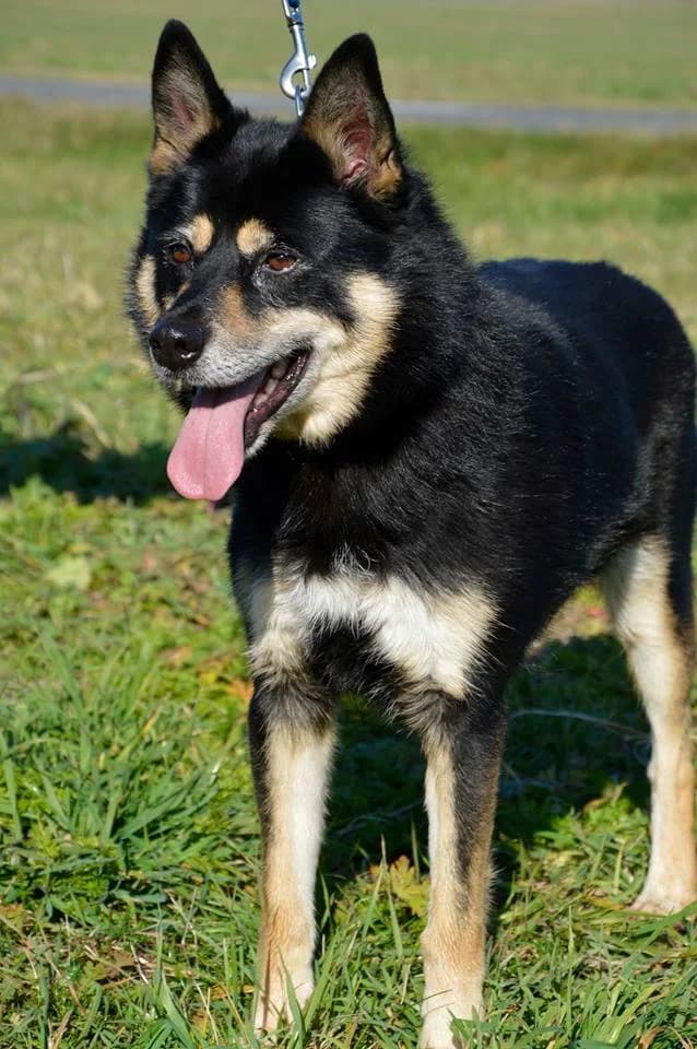 Goro, male Husky for adoption at Mestský útulok Poprad — photo 2 of 5