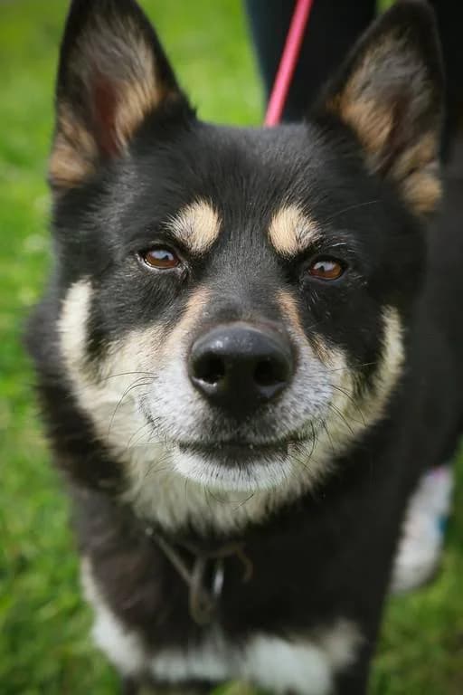 Goro, male Husky for adoption at Mestský útulok Poprad — photo 3 of 5