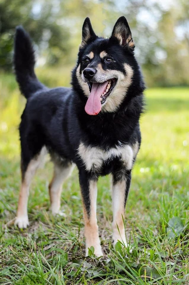 Goro, male Husky for adoption at Mestský útulok Poprad — photo 4 of 5