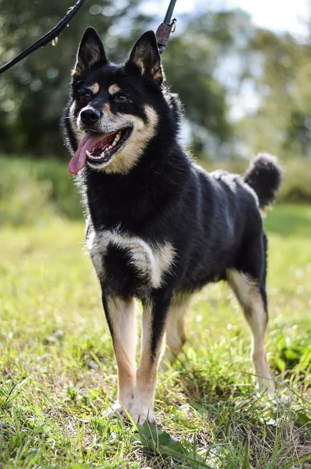 Goro, male Husky for adoption at Mestský útulok Poprad — photo 5 of 5
