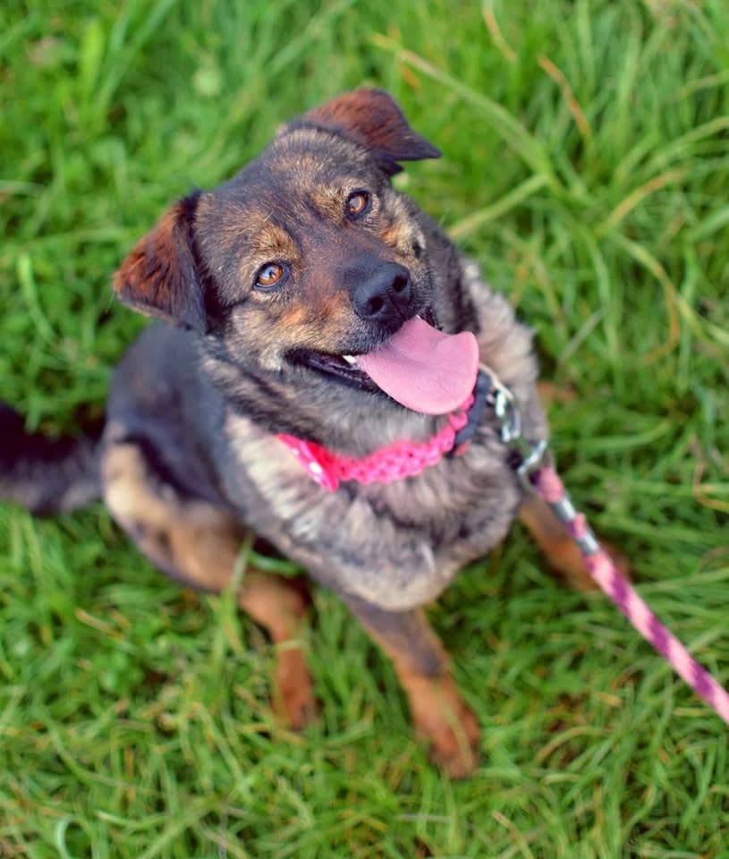 Meggy, female mixed breed for adoption at Mestský útulok Poprad