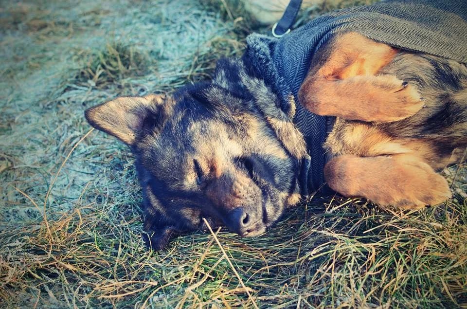 Meggy, female mixed breed for adoption at Mestský útulok Poprad — photo 2 of 10
