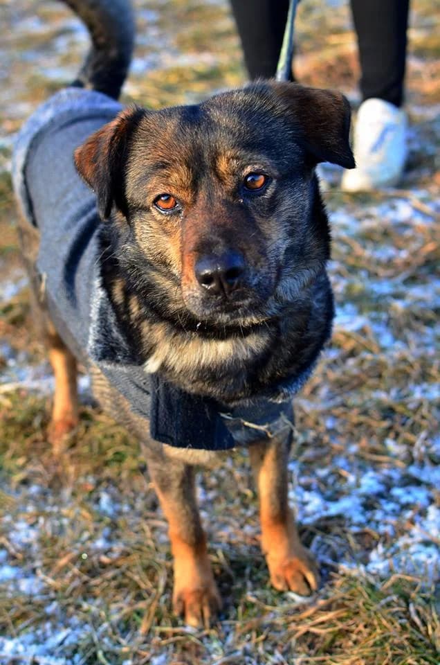 Meggy, female mixed breed for adoption at Mestský útulok Poprad — photo 3 of 10