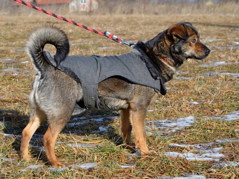 Meggy, female mixed breed for adoption at Mestský útulok Poprad — photo 4 of 10