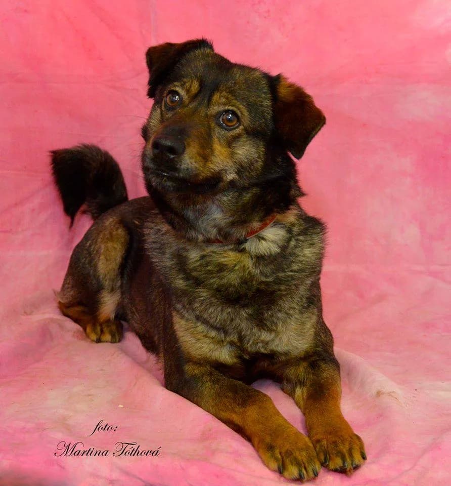 Meggy, female mixed breed for adoption at Mestský útulok Poprad — photo 5 of 10