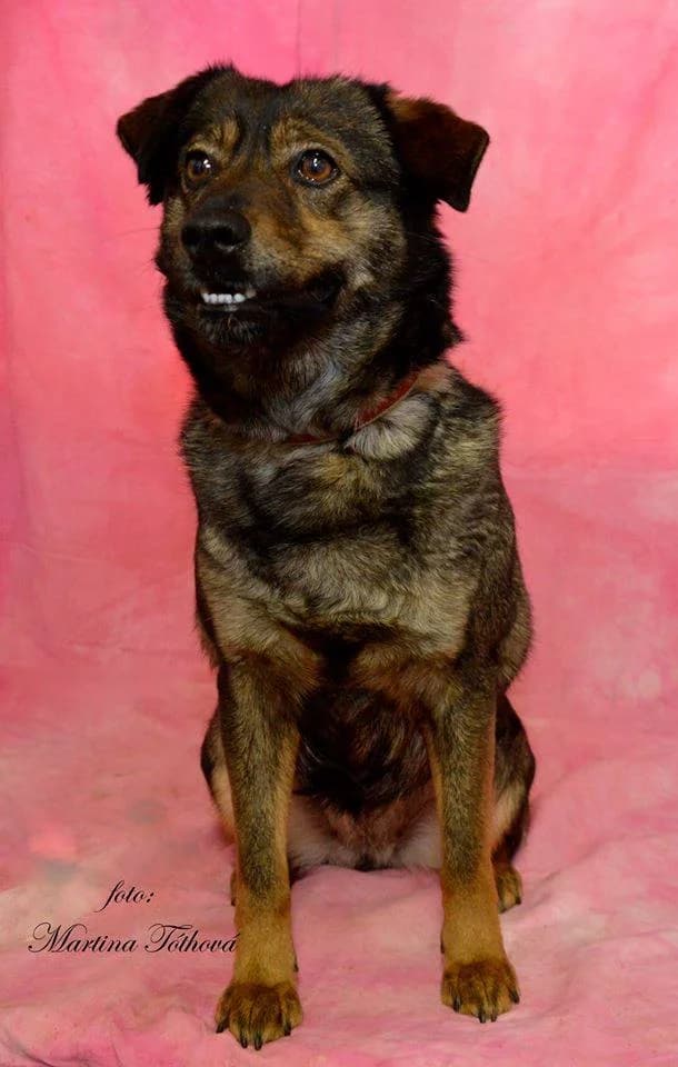 Meggy, female mixed breed for adoption at Mestský útulok Poprad — photo 6 of 10