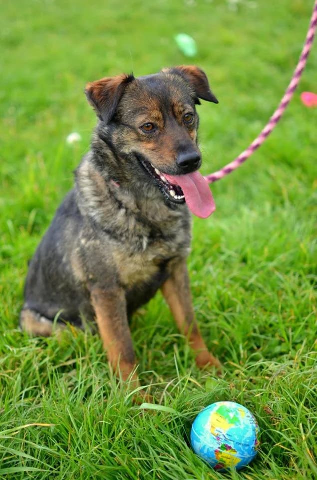 Meggy, female mixed breed for adoption at Mestský útulok Poprad — photo 7 of 10
