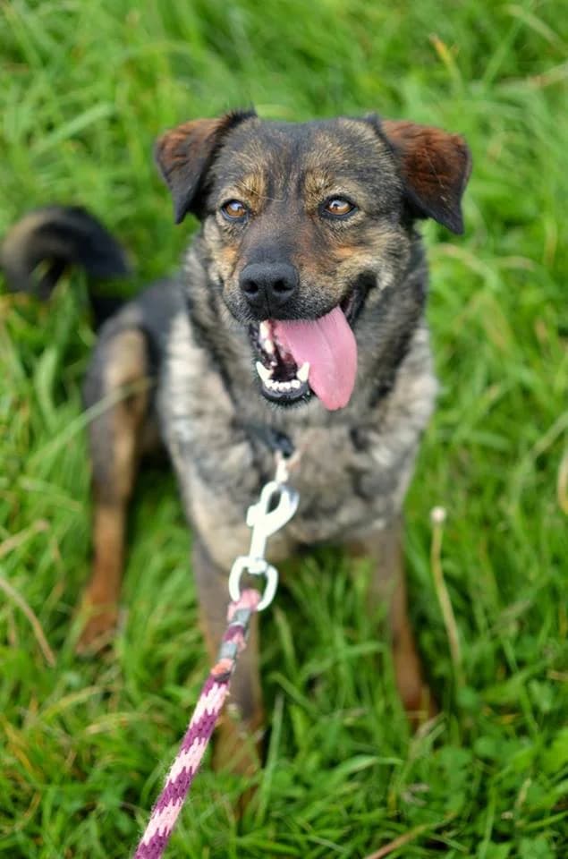 Meggy, female mixed breed for adoption at Mestský útulok Poprad — photo 8 of 10