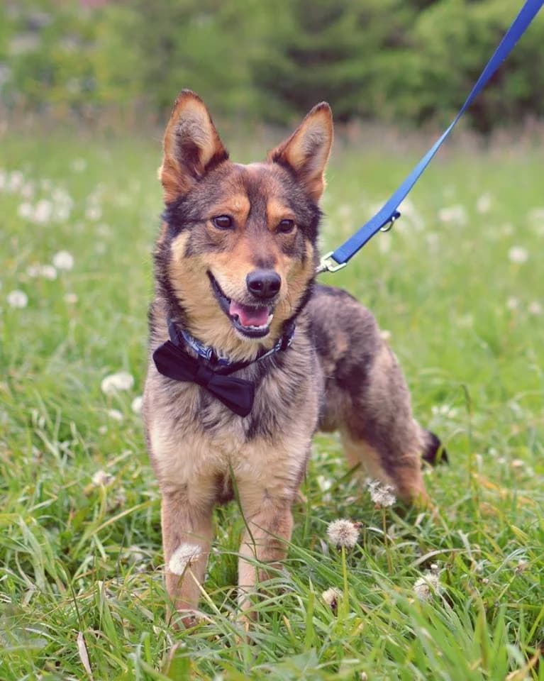 Willy, male mixed breed for adoption at Mestský útulok Poprad