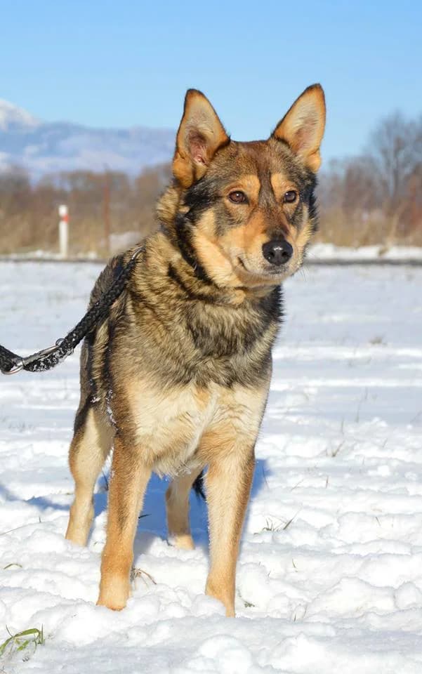 Willy, male mixed breed for adoption at Mestský útulok Poprad — photo 3 of 9