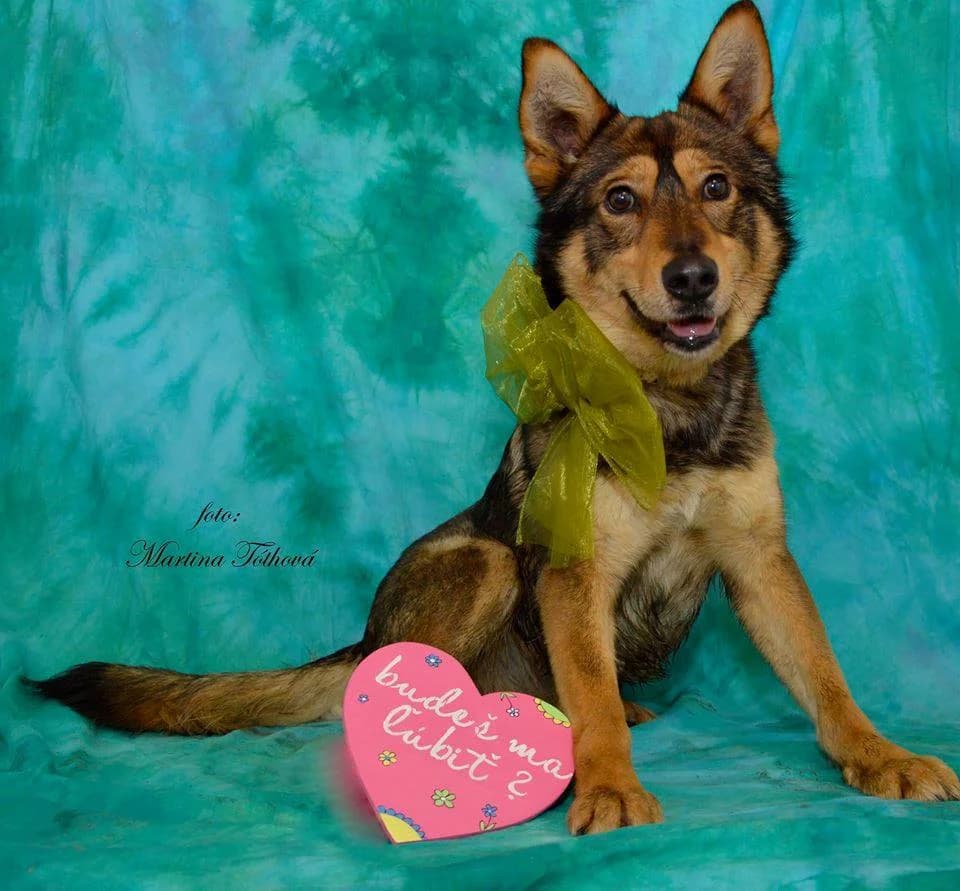 Willy, male mixed breed for adoption at Mestský útulok Poprad — photo 4 of 9