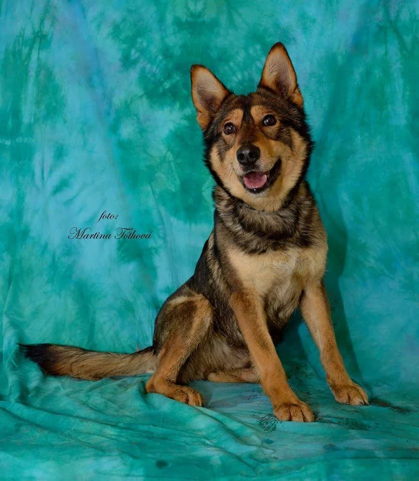 Willy, male mixed breed for adoption at Mestský útulok Poprad — photo 5 of 9