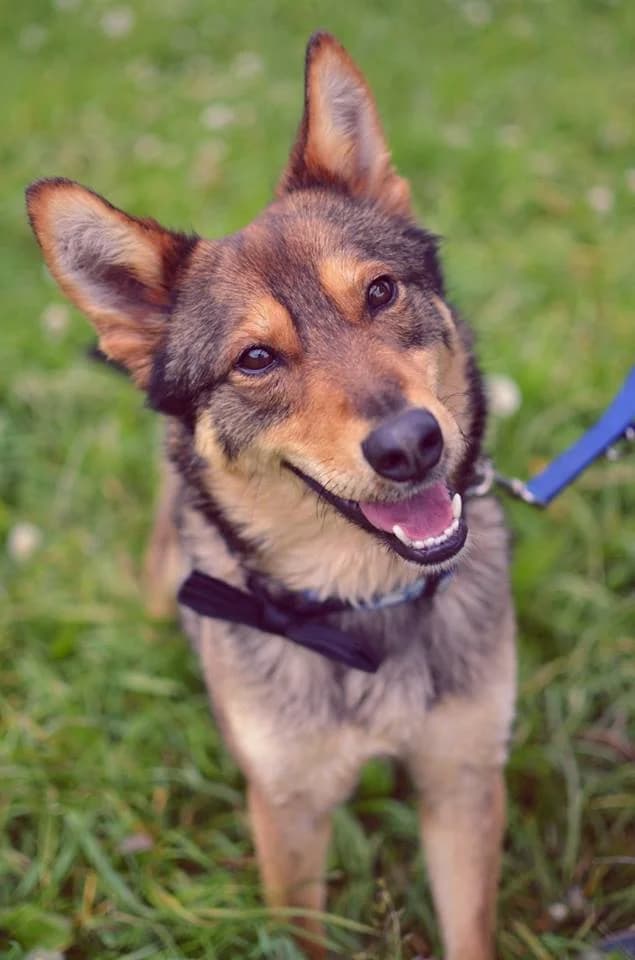 Willy, male mixed breed for adoption at Mestský útulok Poprad — photo 6 of 9