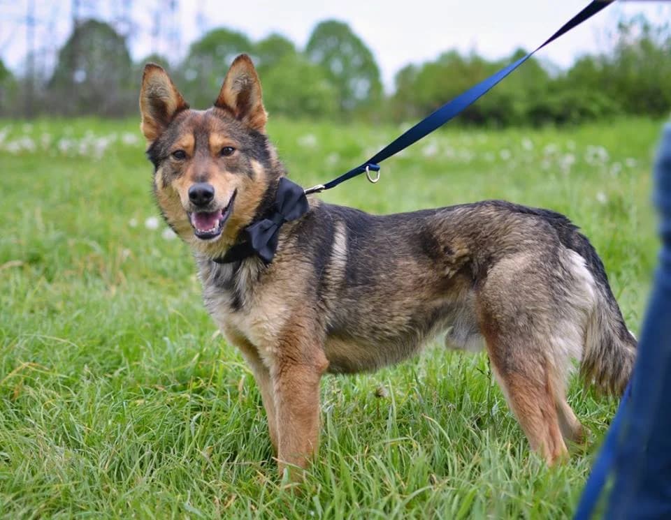 Willy, male mixed breed for adoption at Mestský útulok Poprad — photo 7 of 9