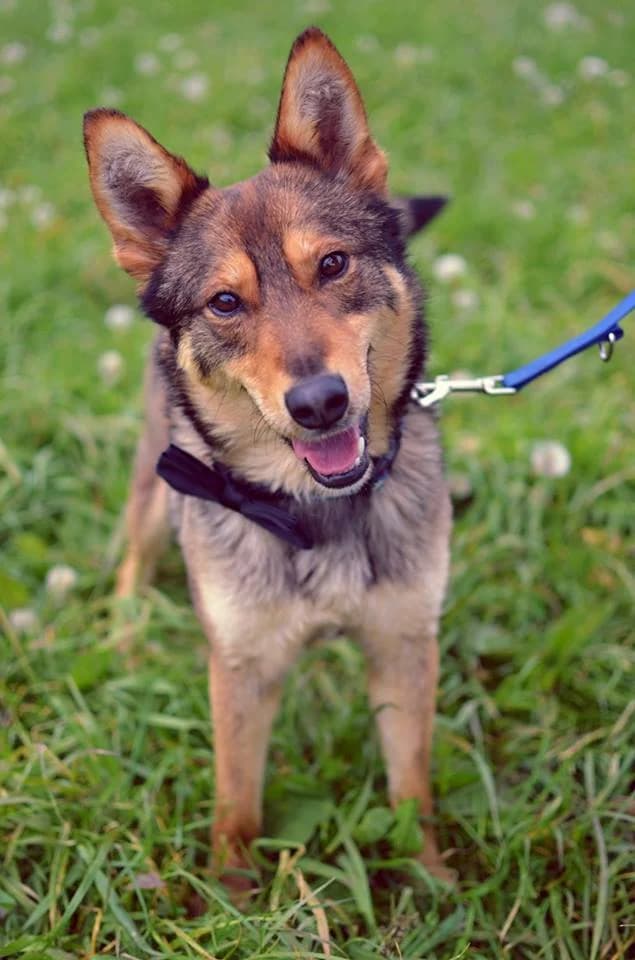 Willy, male mixed breed for adoption at Mestský útulok Poprad — photo 8 of 9