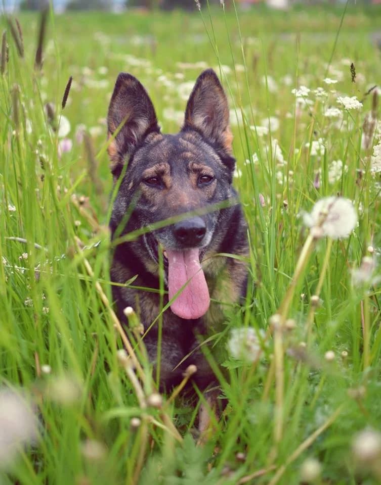 Zara, female mixed breed for adoption at Mestský útulok Poprad