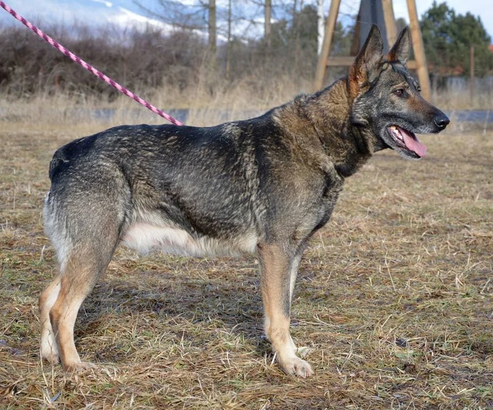 Zara, female mixed breed for adoption at Mestský útulok Poprad — photo 2 of 8