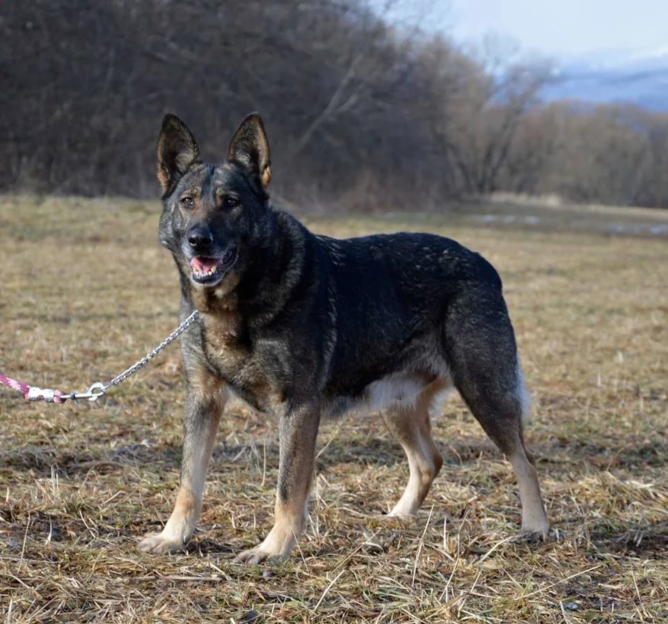 Zara, female mixed breed for adoption at Mestský útulok Poprad — photo 3 of 8
