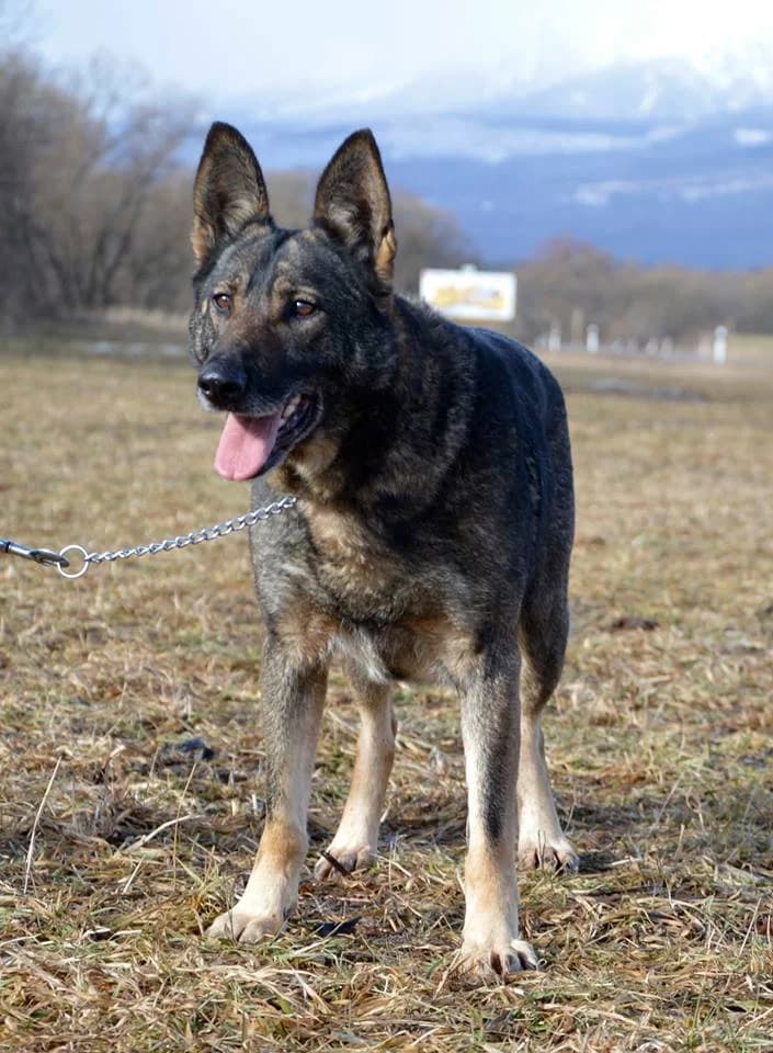 Zara, female mixed breed for adoption at Mestský útulok Poprad — photo 4 of 8