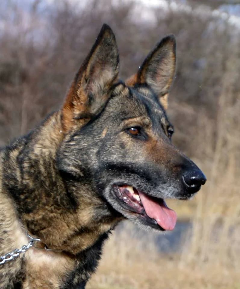 Zara, female mixed breed for adoption at Mestský útulok Poprad — photo 5 of 8