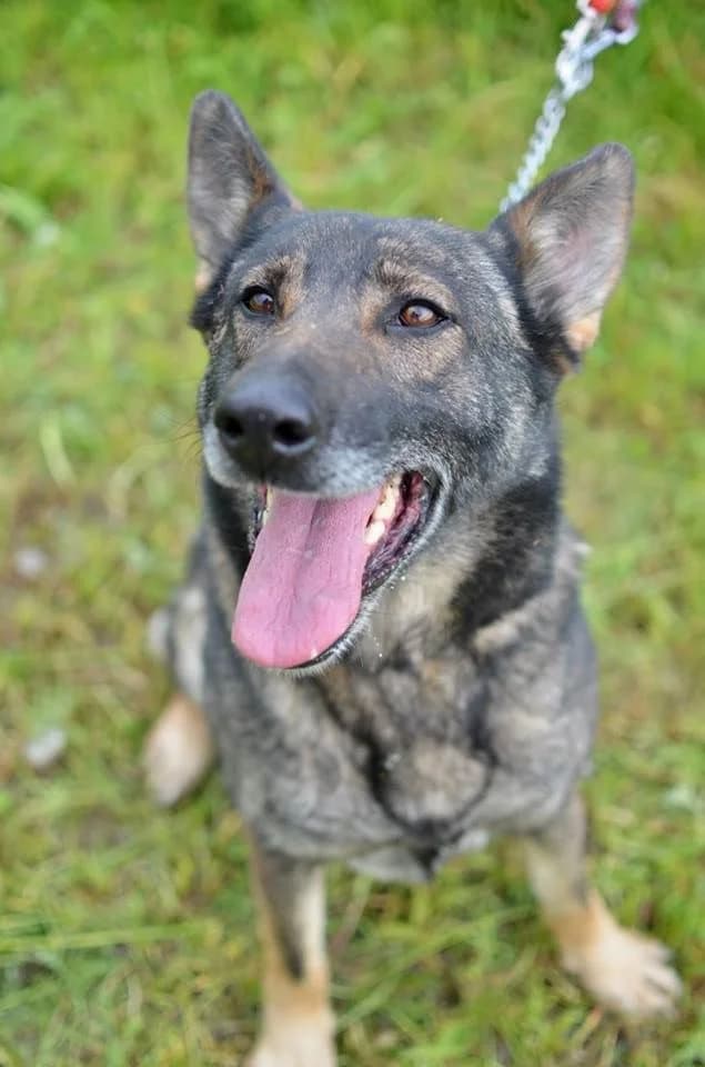 Zara, female mixed breed for adoption at Mestský útulok Poprad — photo 6 of 8