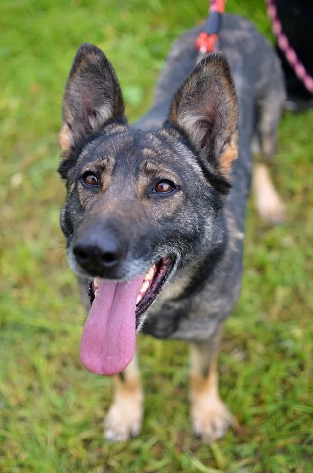 Zara, female mixed breed for adoption at Mestský útulok Poprad — photo 7 of 8